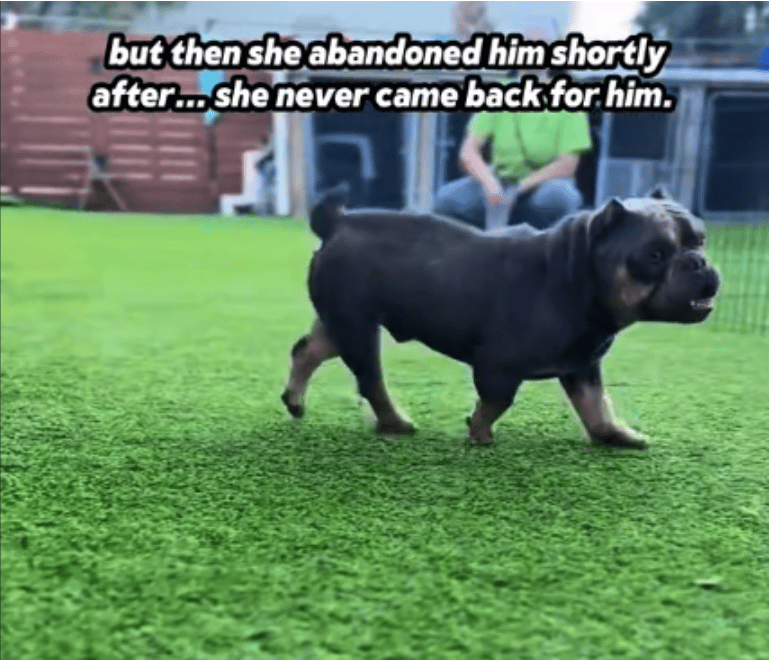French Bulldog Used In Dog Fighting Ring Won’t Stop Walking in Circles, In Need of a Fresh Start 